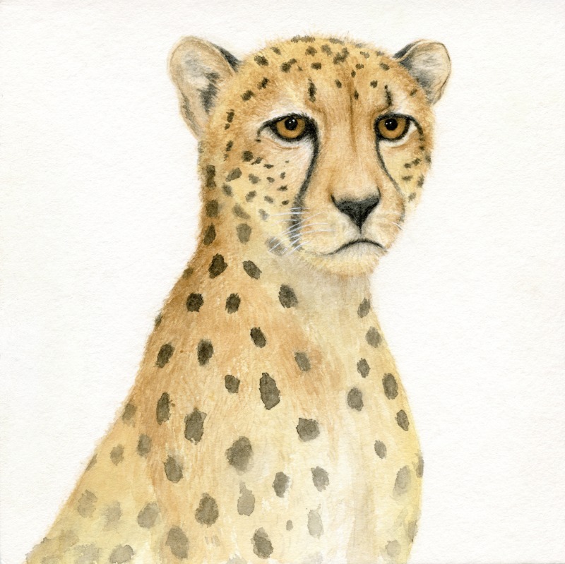 Cheetah Portrait - Watercolor