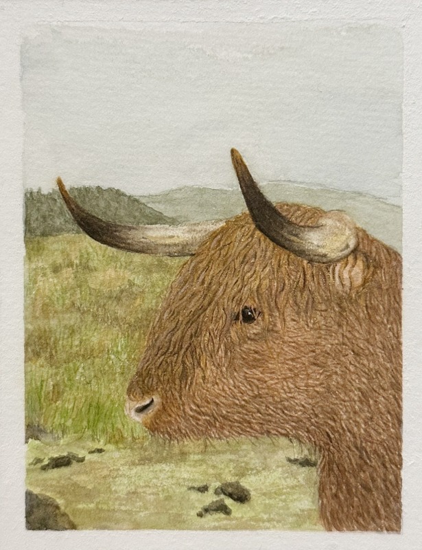 Highland Coo
