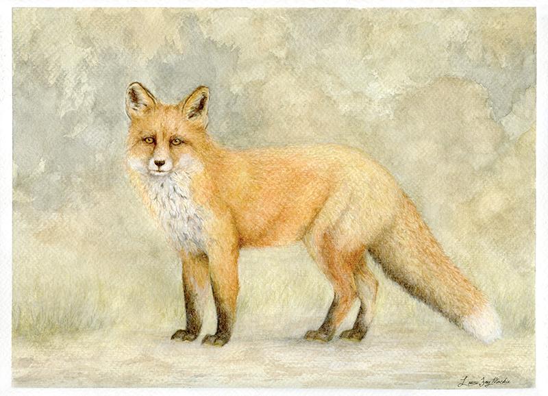 Fox - Watercolor